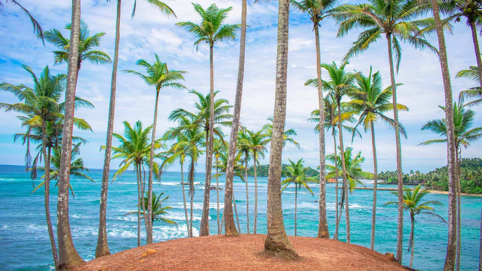 Mirissa Icons & Whale Watching